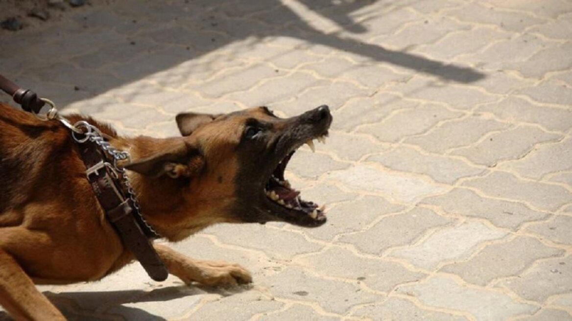 Νέα επίθεση σκύλου στη Λαμία – Στο νοσοκομείο 59χρονη