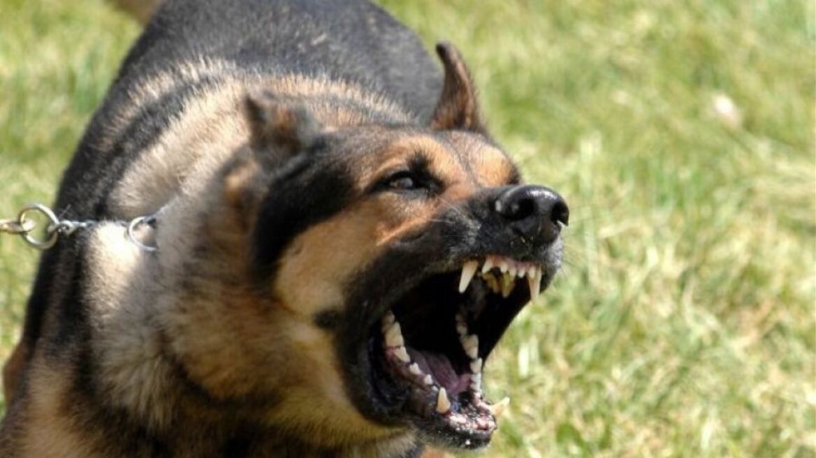Καλαμάτα: Σκληρές εικόνες από επίθεση σκύλων σε 34χρονη – «Νόμιζα ότι θα με σκοτώσουν»