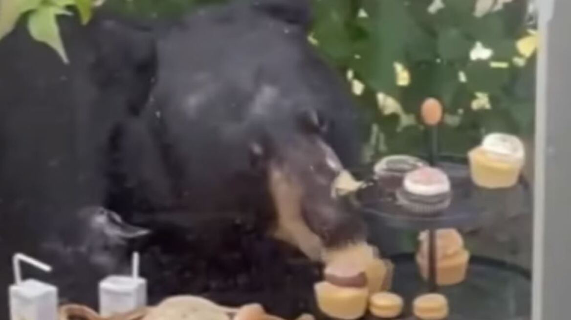 ΗΠΑ: Αρκούδα εισέβαλε σε πάρτι 2χρονου κι έφαγε τα γλυκά – Δείτε το βίντεο
