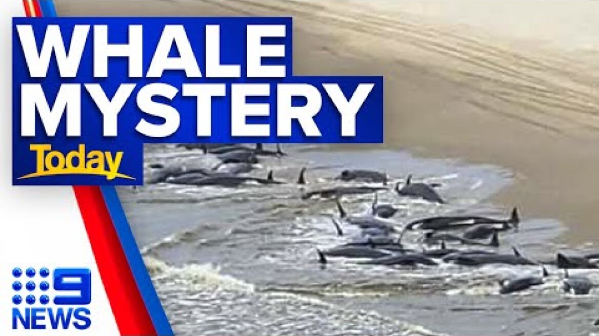 Αυστραλία: Τραγικό τέλος για 200 φάλαινες που εξόκειλαν σε ακτή