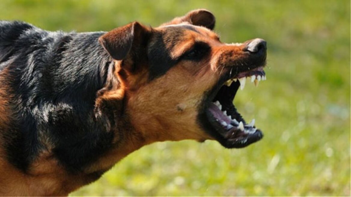 Επίθεση σκύλου σε 13χρονο στο Λαγονήσι – Δήμαρχος Σαρωνικού: Οι ιδιοκτήτες είχαν ξεχάσει την πόρτα ανοιχτή