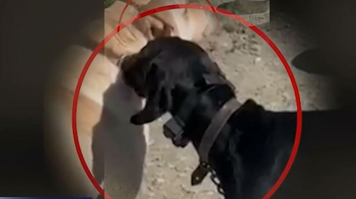 Νέα υπόθεση κακοποίησης ζώου: Διασκεδάζει… βασανίζοντας σκύλο με ηλεκτροσόκ – Βίντεο ντοκουμέντο