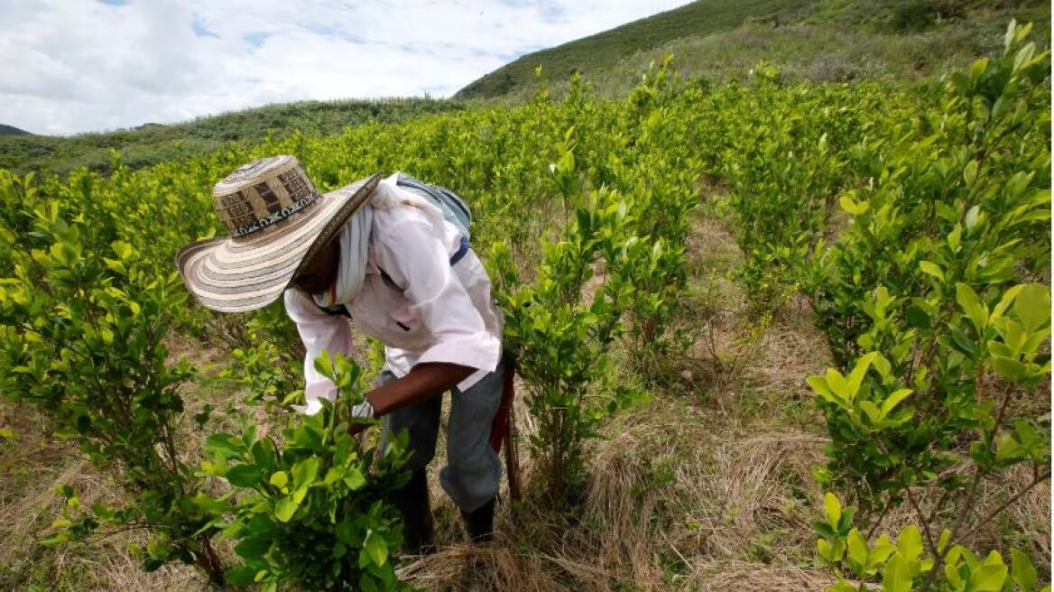 Κολομβία: Ιστορικό ρεκόρ των καλλιεργειών κοκαΐνης το 2021