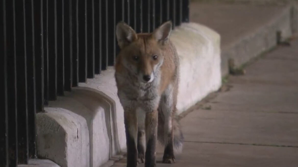 Μια αλεπού «καλωσόρισε» τον Ρίσι Σούνακ στη Ντάουνινγκ Στριτ – Δείτε βίντεο