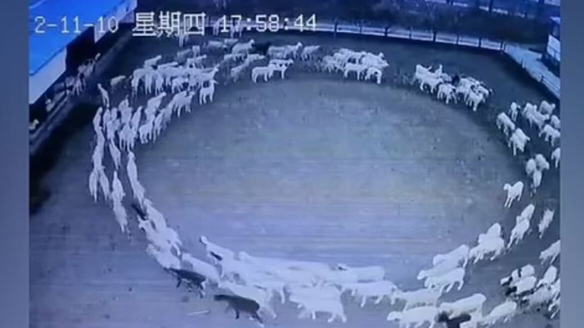 Κίνα: Μυστήριο με τα πρόβατα που έκαναν κύκλους για 12 συνεχόμενες ημέρες