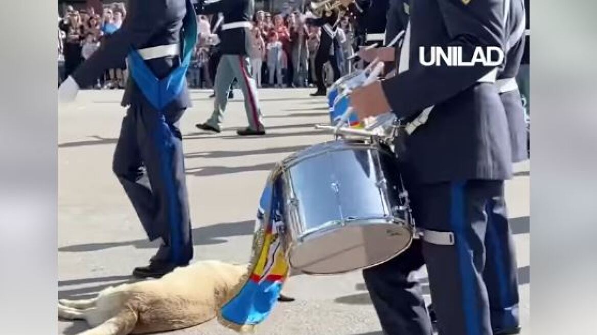 Θεσσαλονίκη: Viral o «ζεν» σκύλος στην παρέλαση των φιλαρμονικών
