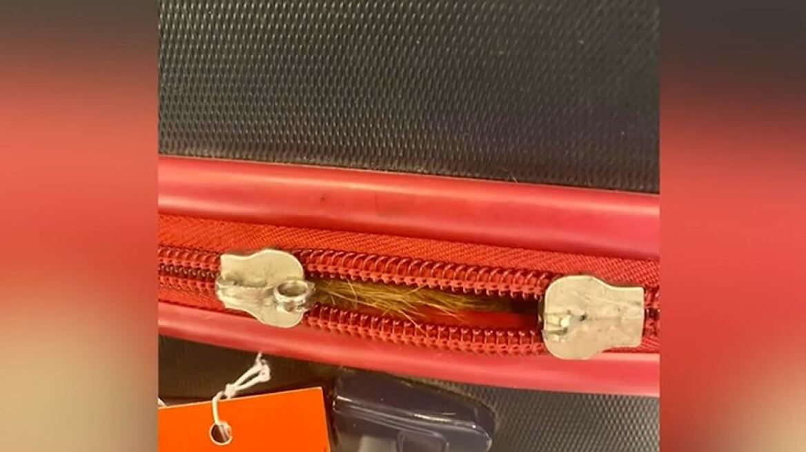 Νέα Υόρκη: Γάτα βρέθηκε κρυμμένη σε βαλίτσα κατά τον έλεγχο αποσκευών στο αεροδρόμιο