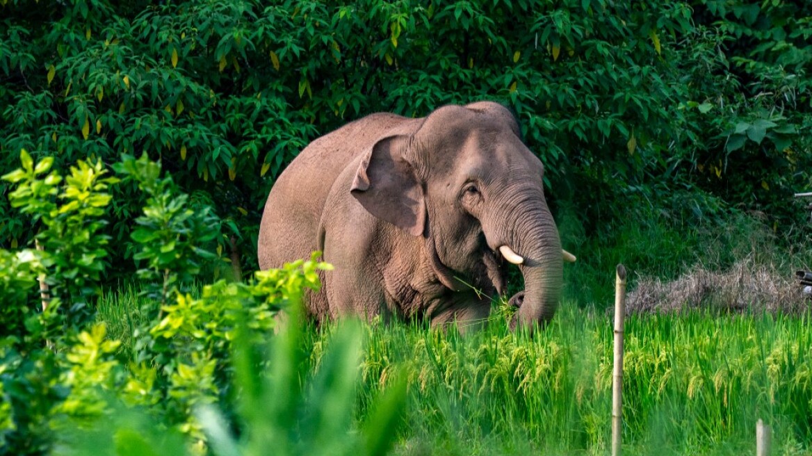 Μαλαισία: Ελέφαντας σκότωσε φύλακα σε ζωολογικό πάρκο