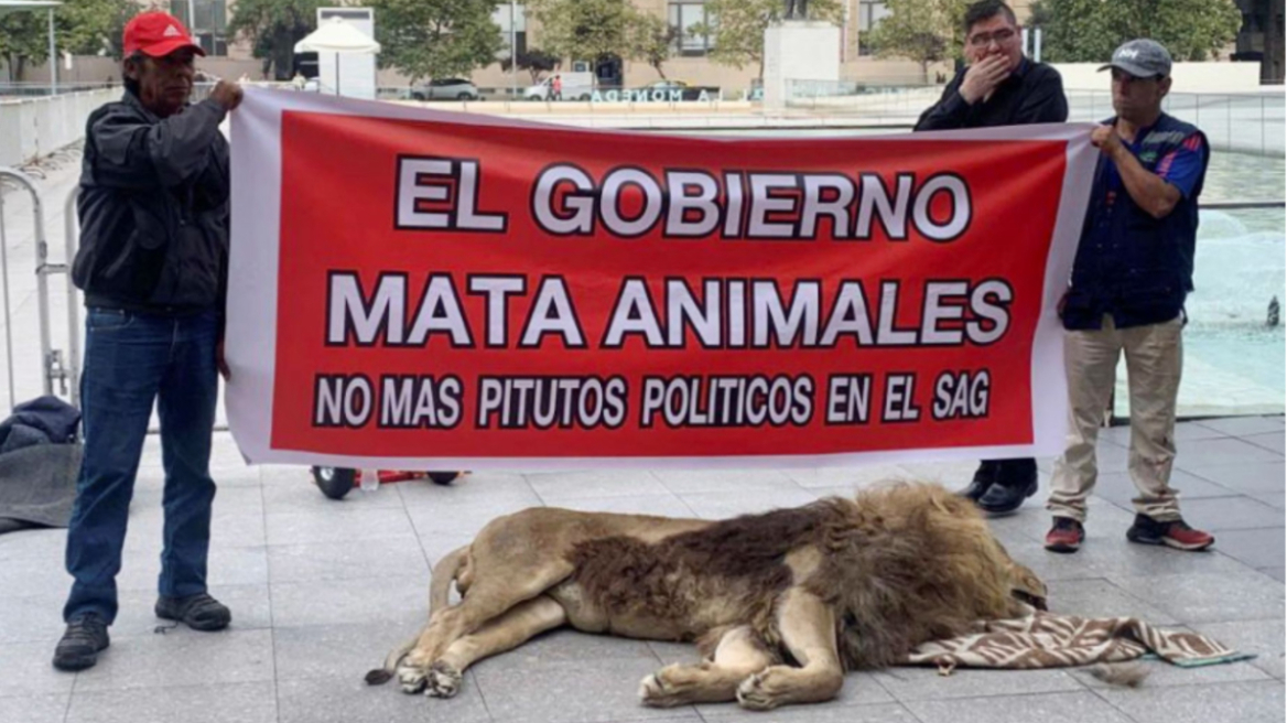 Χιλή: Διαμαρτυρία με νεκρό λιοντάρι έξω από το προεδρικό μέγαρο