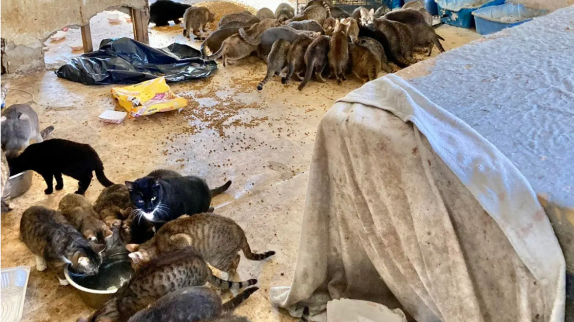 ΗΠΑ: Δυο πτώματα και τουλάχιστον 150 πεινασμένες γάτες βρέθηκαν σε σπίτι στη Νέα Υόρκη – Δείτε βίντεο