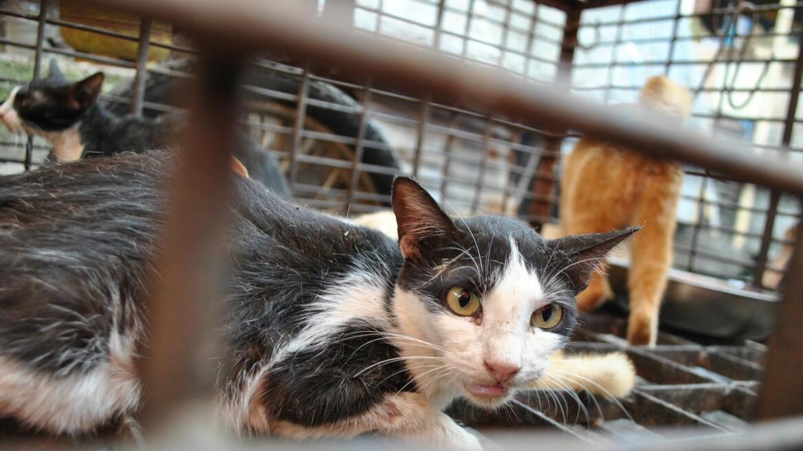 Βιετνάμ: Ανακαλύφθηκαν 2.000 νεκρές γάτες που προορίζονταν για… φάρμακα
