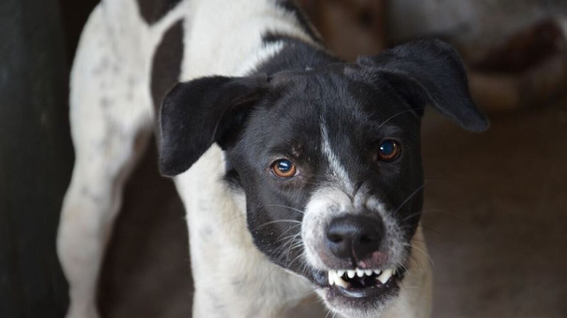 Πάτρα: Επίθεση σκύλων σε ντελιβερά – Μεταφέρθηκε στο νοσοκομείο