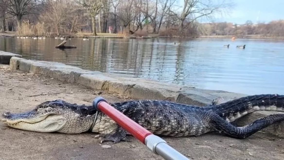 Αλιγάτορας ενός μέτρου βρέθηκε σε λίμνη πάρκου στη Νέα Υόρκη