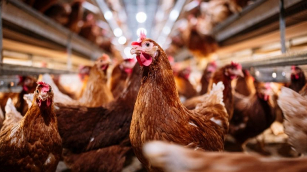 Η Χιλή ανακοινώνει το πρώτο κρούσμα της γρίπης των πτηνών σε άνθρωπο