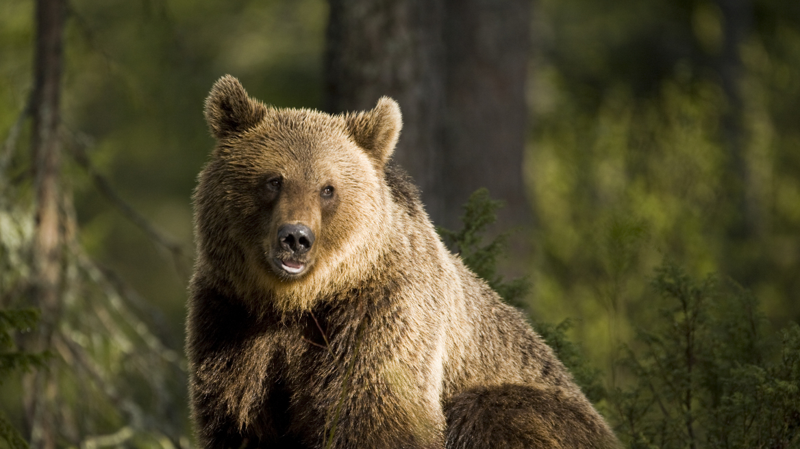 Βουλγαρία: Το καταφύγιο αρκούδας στη Μπελίτσα ανοίγει ξανά τις πύλες του