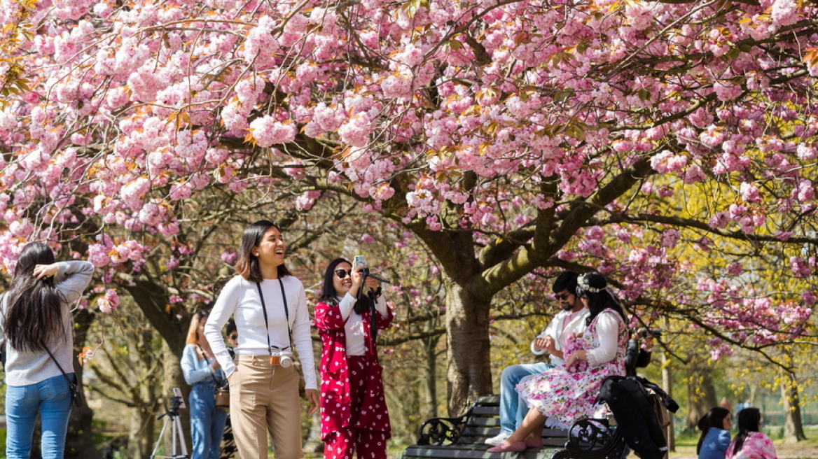 Η Βρετανία θέλει και αυτή ανθισμένες κερασιές όπως η Ιαπωνία