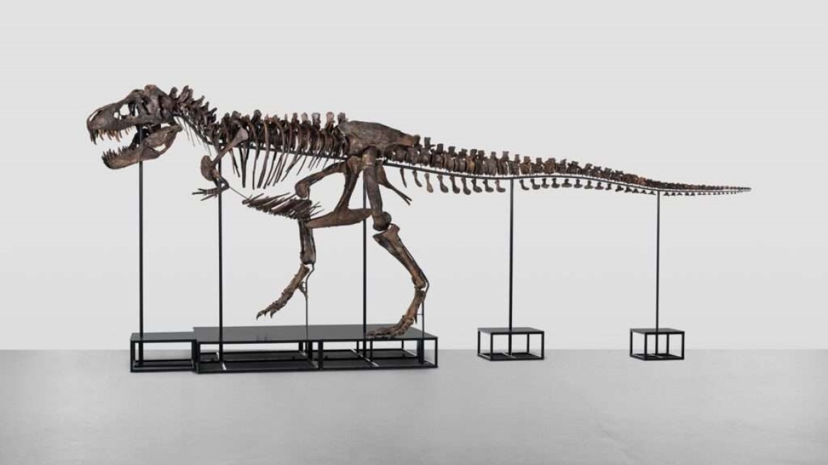 Ένας ολοκληρωμένος σκελετός Τυραννόσαυρου Ρεξ πουλήθηκε €5,6 εκατ. σε δημοπρασία στην Ελβετία