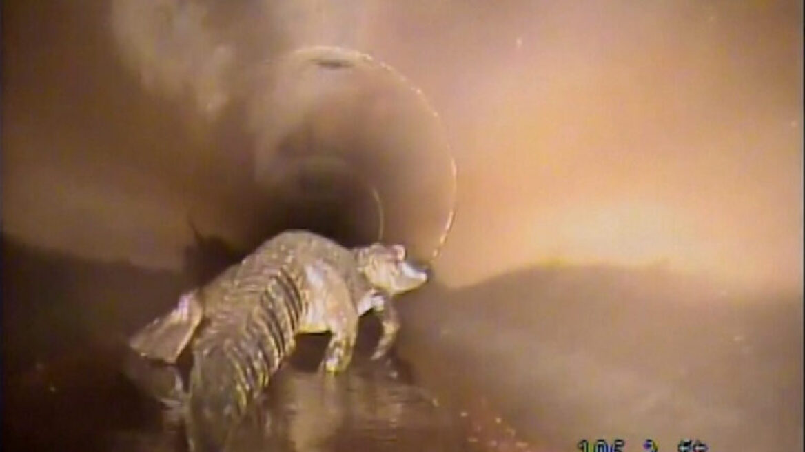 Φλόριντα: Ρομπότ κυνηγά… τεράστιο αλιγάτορα σε σωλήνες