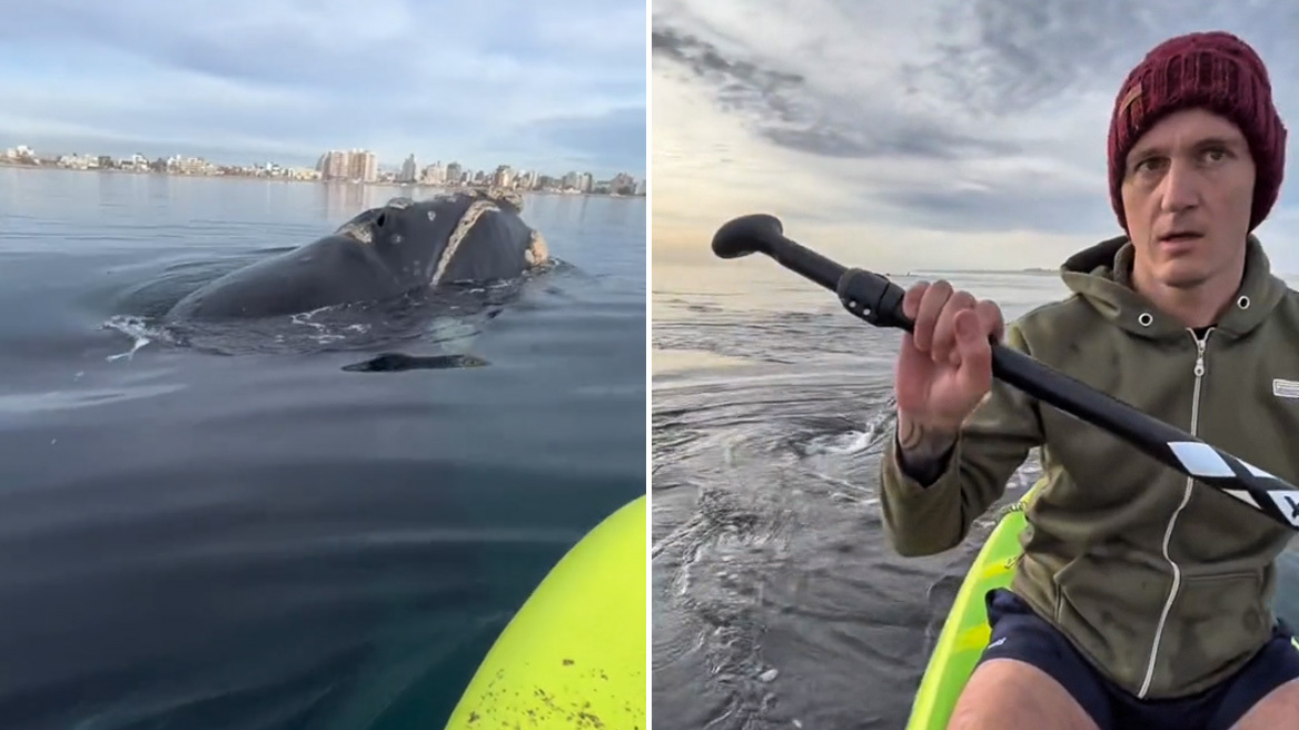 Φάλαινα σε απόσταση αναπνοής από καγιάκ – Δείτε το βίντεο που κόβει την ανάσα
