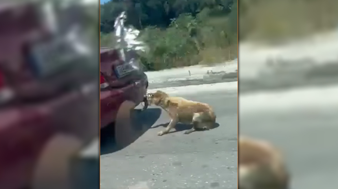 Ζάκυνθος: Συνελήφθη ο δράστης που κακοποίησε τον σκύλο – Τον έδεσε στον κοτσαδόρο και τον έσερνε