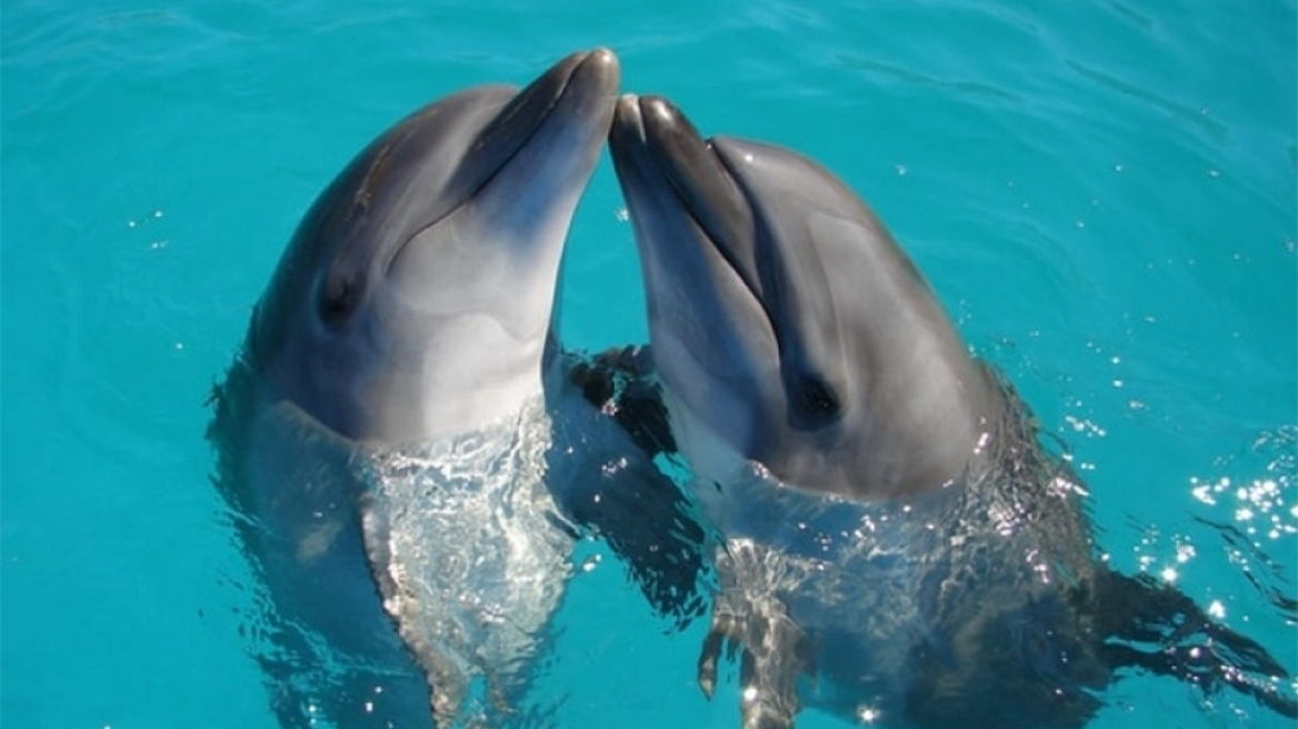 Δελφίνια τραυμάτισαν τέσσερις κολυμβητές στην Ιαπωνία