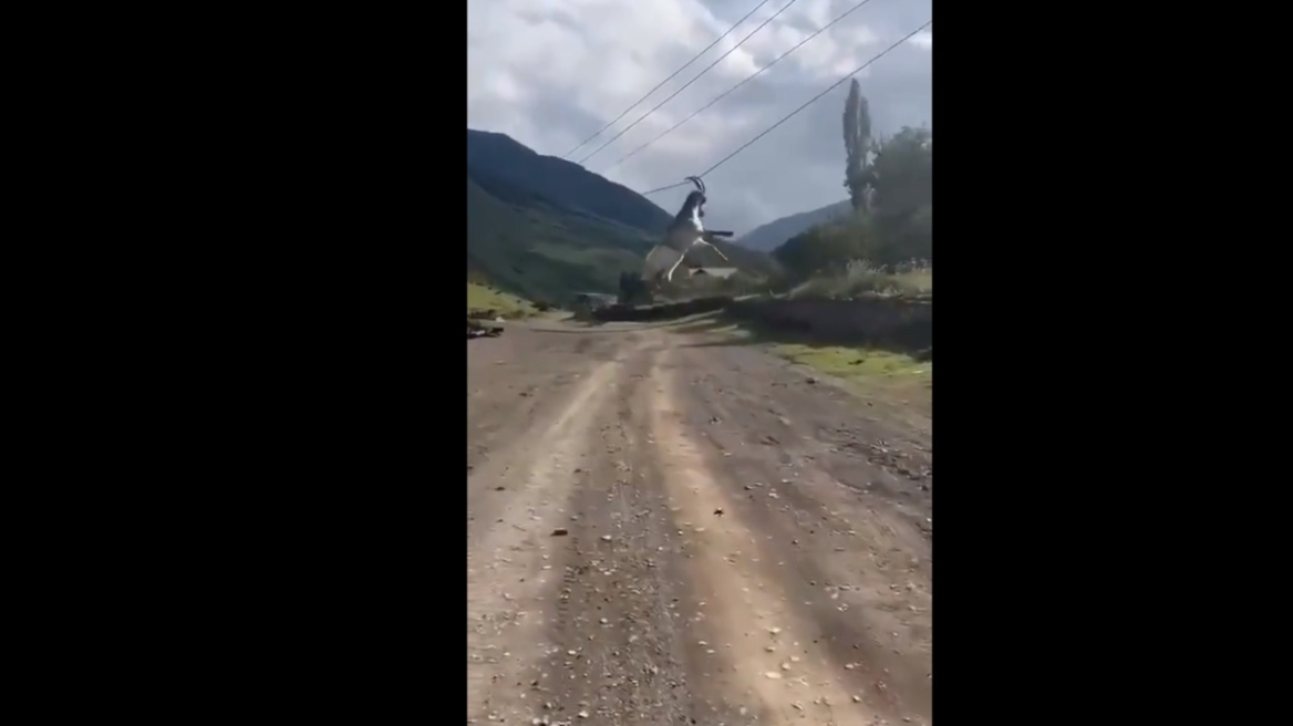 Δείτε βίντεο: Κατσίκα κρεμάστηκε σε σύρματα πηδώντας από την καρότσα φορτηγού