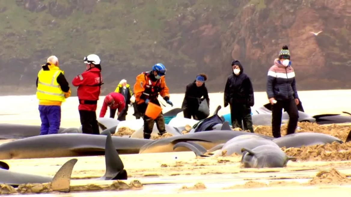 Βρετανία: Τουλάχιστον 55 μαυροδέλφινα εξόκειλαν σε νησί της Σκωτίας