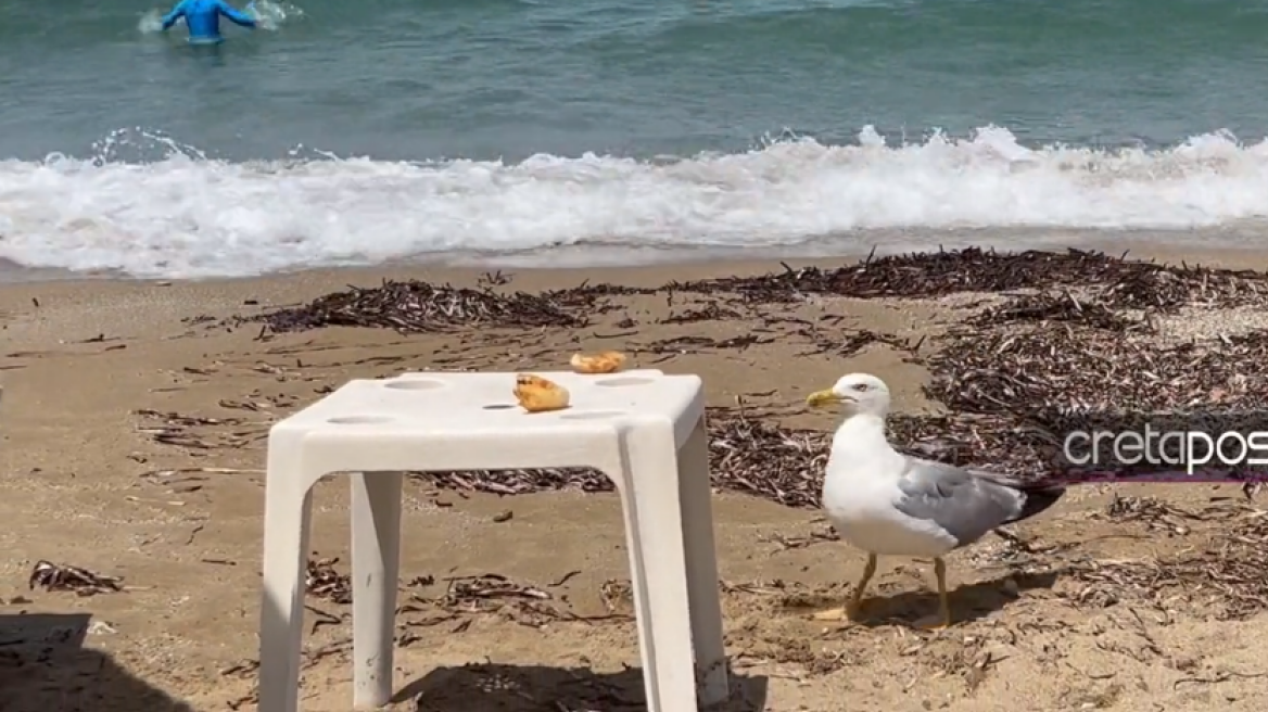 Ηράκλειο: Πανέξυπνο γλαροπούλι… κλέβει κρουασάν από παραλία – Δείτε το βίντεο