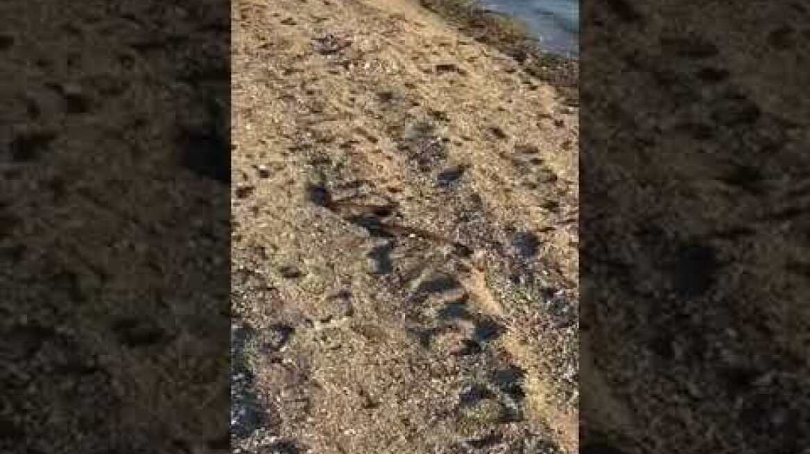 Αναστάτωση στην Εύβοια με φίδι που κολυμπάει σε θάλασσα – Δείτε βίντεο