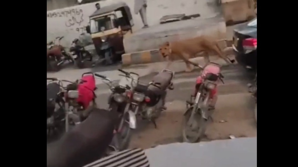 Κομφούζιο στο Πακιστάν: Λιοντάρι δραπέτευσε από αυτοκίνητο και κυκλοφορούσε αμέριμνο στο Καράτσι (βίντεο)