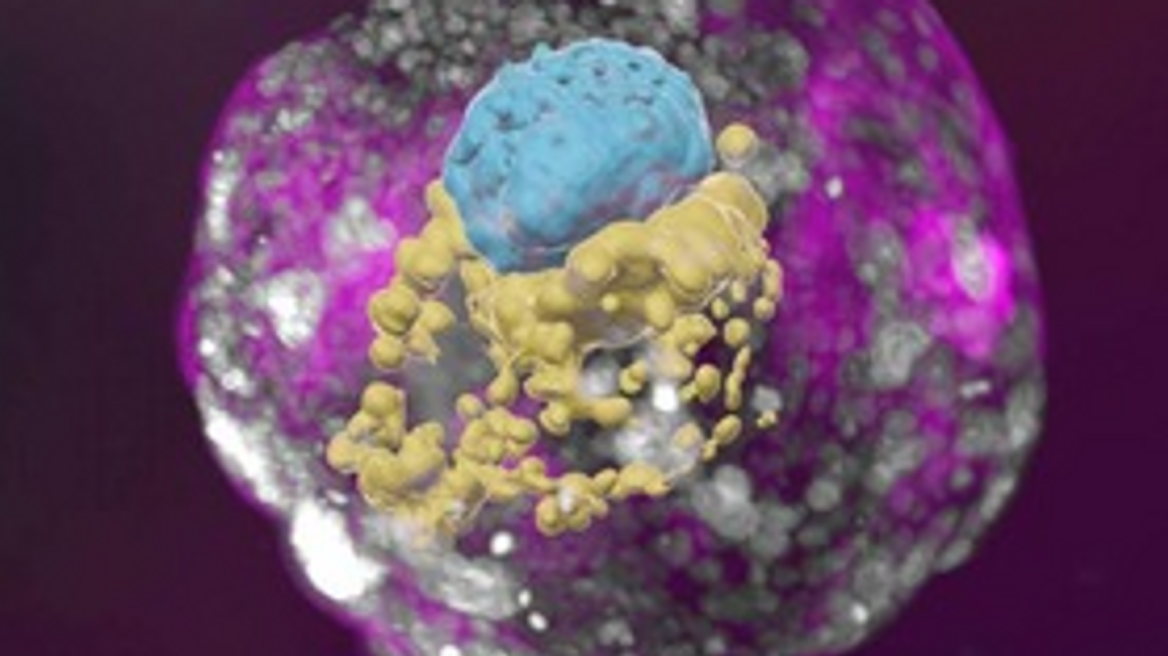 Επιστήμονες δημιούργησαν ανθρώπινα ψευδοέμβρυα «χωρίς σπέρμα ούτε ωάριο» – Νέοι δρόμοι στην έρευνα