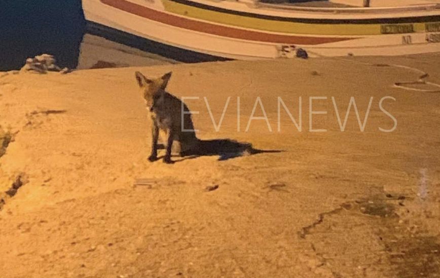 Αλεπού κάνει βόλτες σε λιμανάκι στη Χαλκίδα