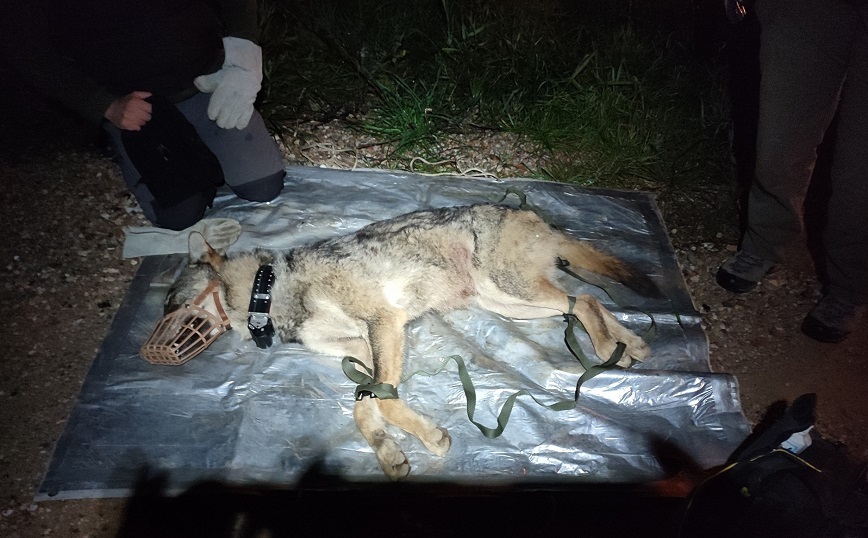 Απομακρύνθηκε λύκος που είχε εγκλωβιστεί σε έκταση της αστυνομίας στην Αμυγδαλέζα