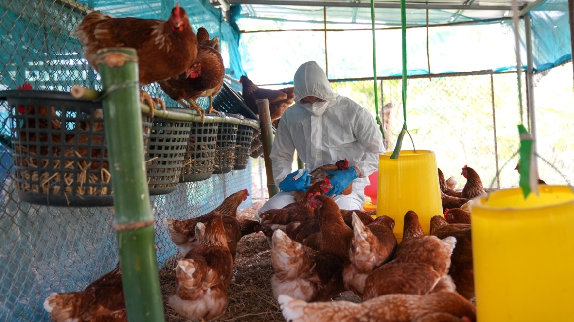 Γρίπη των πτηνών: Η μετάδοσή της σε ανθρώπους αποτελεί πηγή «μεγάλης ανησυχίας» λέει ο ΠΟΥ